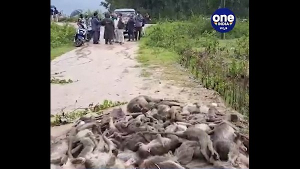 Karnataka High court files suo moto PIL against Hassan 38 monkeys Death Case Karnataka High court files suo moto PIL against Hassan 38 monkeys Death Case