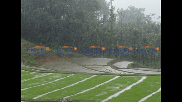 ಮಳೆಯ ನೀರಲ್ಲೇ ಭತ್ತದ ಕೃಷಿ