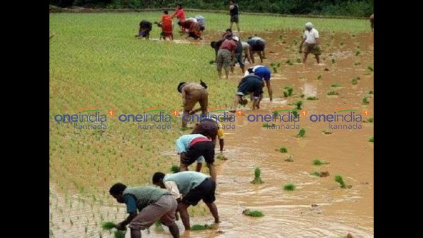 ಕೊಡಿನಾಟಿ ಗದ್ದೆಗೊಂದು ಶೋಭೆ