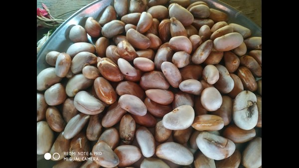 ಹಣ್ಣಿನ ಬೀಜದಿಂದ ಸಾಂಬಾರಿಗೆ ಉಪಯುಕ್ತ
