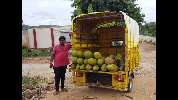 ಡಯಾಬಿಟೀಸ್ ಕಾಯಿಲೆಯನ್ನು ಹಲಸಿನಹಣ್ಣು ಕಡಿಮೆ