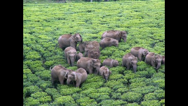 ಅರಣ್ಯ ಮತ್ತು ಪರಿಸರ ಸಚಿವಾಲಯದ ಅನುಮತಿ