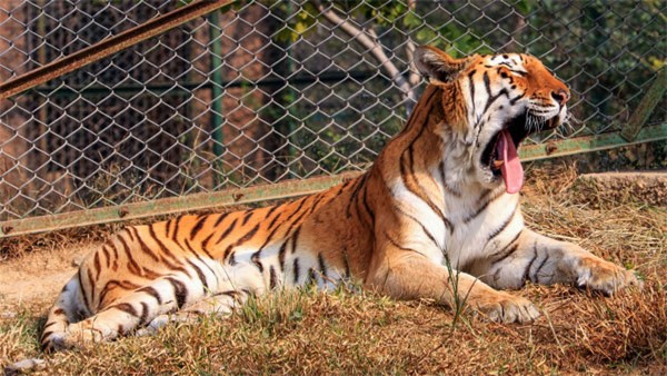 International Tiger Day 2021: Date, Theme, History, Importance Quotes & Slogans in Kannada International Tiger Day 2021: Date, Theme, History, Importance Quotes & Slogans in Kannada