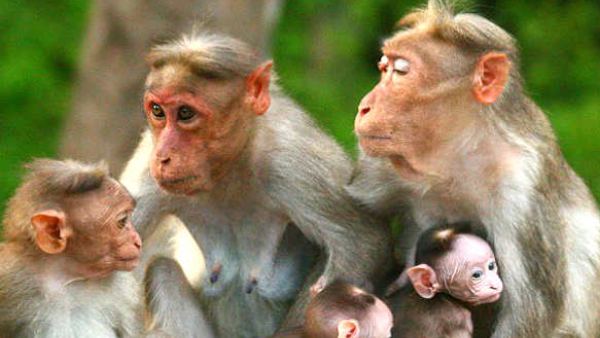 56 Cases Of Problematic Monkeys Recorded In Bengaluru City Says Karnataka High Court 56 Cases Of Problematic Monkeys Recorded In Bengaluru City Says Karnataka High Court
