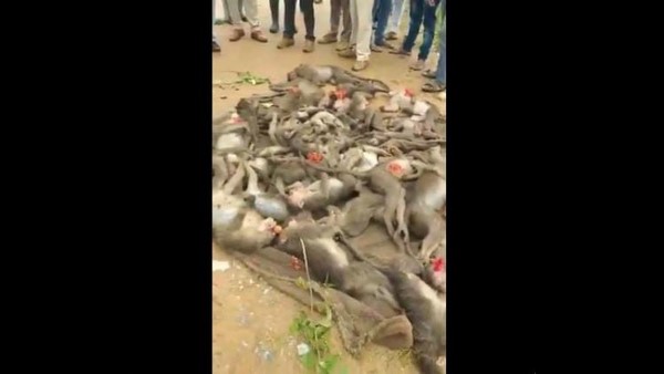 Hassan 39 Monkeys Killing Case; Police Arrest 5 Accused Hassan 39 Monkeys Killing Case; Police Arrest 5 Accused