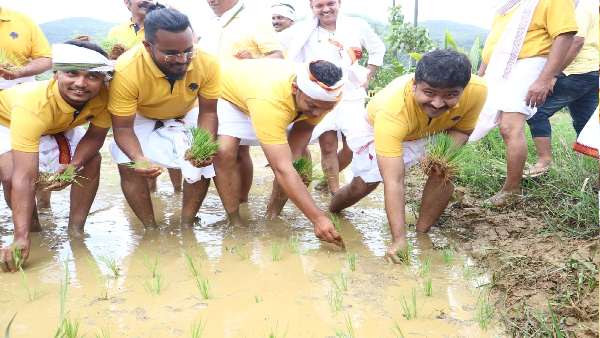 Uttara Kannada District Collector Planted Paddy To Create Awareness About Agriculture Uttara Kannada District Collector Planted Paddy To Create Awareness About Agriculture