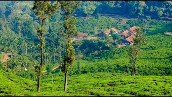 ಪ್ರಾಕೃತಿಕ ಸೌಂದರ್ಯದ ತಾಣವಾದ ವಯನಾಡು