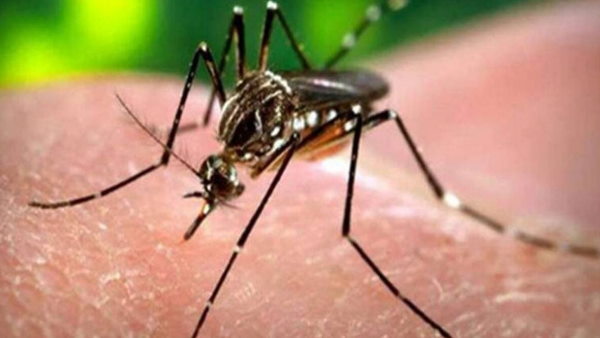 Maharashtra Reports First Ever Zika Virus Case In Pune District Maharashtra Reports First Ever Zika Virus Case In Pune District