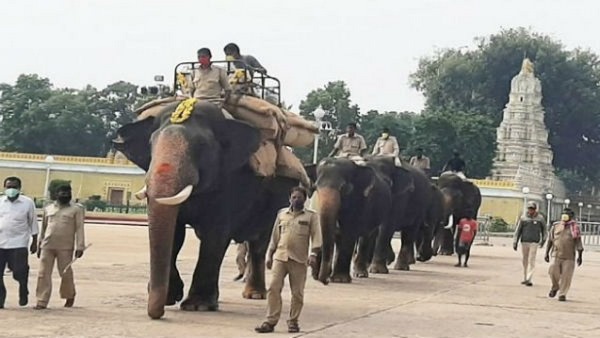 Mysuru Dasara 2021: 55-year-old Abhimanyu To Carry Golden Howdah This Dasara Mysuru Dasara 2021: 55-year-old Abhimanyu To Carry Golden Howdah This Dasara