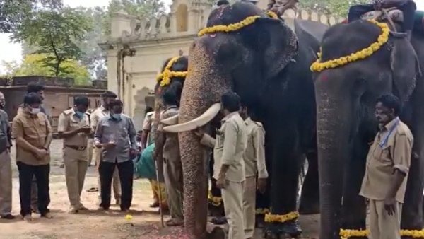 Mysuru: Four Palace Elephants To Be Rehabilitated In Gujarat; Here Is Why Mysuru: Four Palace Elephants To Be Rehabilitated In Gujarat; Here Is Why