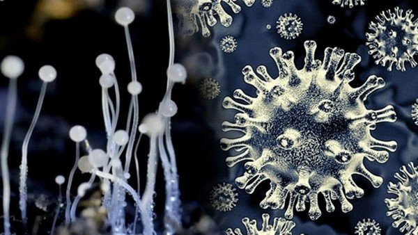 3900 People Infected With Black Fungus So Far 3900 People Infected With Black Fungus So Far