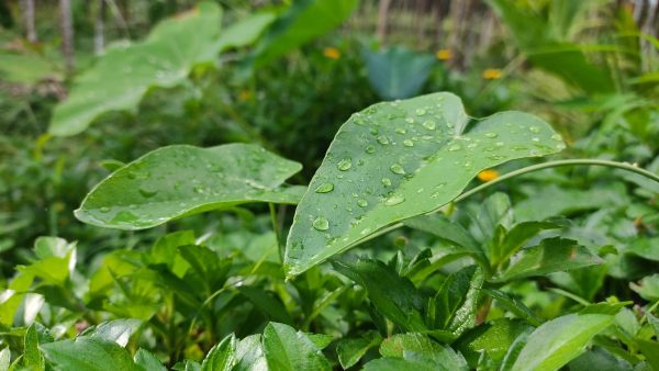 Mangaluru Plant Researchers Get Patent For Anti Cancer Compound Invention Mangaluru Plant Researchers Get Patent For Anti Cancer Compound Invention