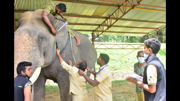 ಮರದ ಅಂಬಾರಿ ಕೊನೆಯ ತಾಲೀಮು