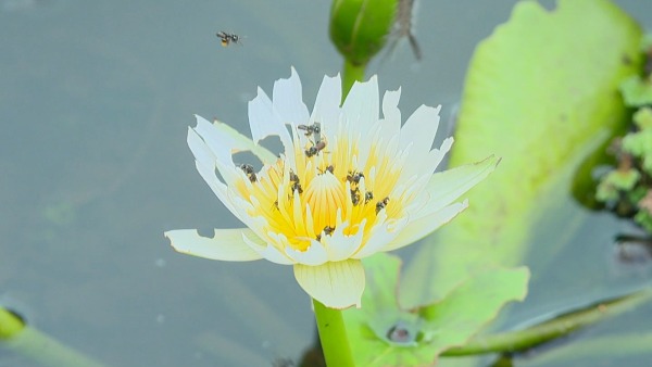 ಗಿಡ ಬೆಳೆಸಲು ಟಬ್ಗಳ ಬಳಕೆ