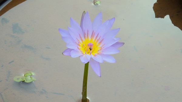 ವಾಣಿಜ್ಯ ವ್ಯವಹಾರಗಳನ್ನು ಮಾಡುತ್ತಿಲ್ಲ