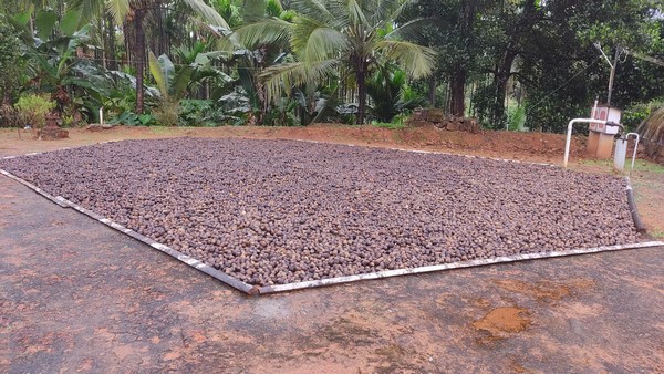 Untimely Rain That Haunts Arecanut Growers; Rotten Arecanut in The House Yard Untimely Rain That Haunts Arecanut Growers; Rotten Arecanut in The House Yard