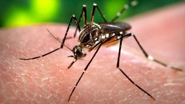 Delhi Records Highest Number Of Dengue Cases In 6 Years Delhi Records Highest Number Of Dengue Cases In 6 Years