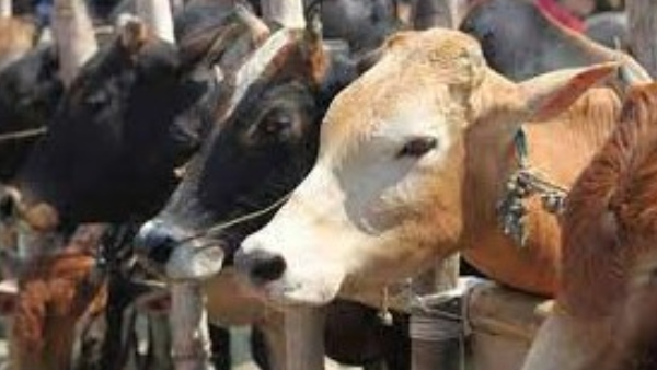 ಗೋ ಶಾಲೆಗಳಿಗೆ ಹಣ ನೀಡುವುದಕ್ಕೂ ಸರಕಾರಕ್ಕೆ ಆಗಿಲ್ಲ