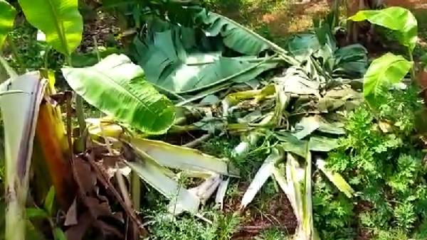 ಬಾಳೆ ಬೆಳೆದ ರೈತರಿಗೆ ಸಂಕಷ್ಟ