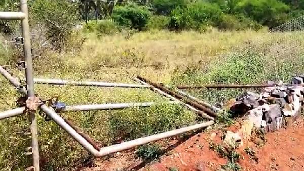 ಮುನ್ನೂರಕ್ಕೂ ಹೆಚ್ಚು ಬಾಳೆ ನಾಶ