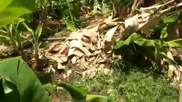 Heavy Rain In Kalaburagi Banana Crop Damage Heavy Rain In Kalaburagi Banana Crop Damage