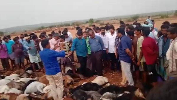 154 Animals Killed By Lightning At Molakalmuru 154 Animals Killed By Lightning At Molakalmuru