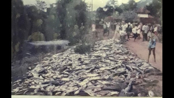 ದೇವರ ಮೀನುಗಳ ಮೇಲೆ ನೀರುನಾಯಿ ಹಾವಳಿ