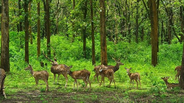 ಹಸಿರ ವನಸಿರಿ ಕಣ್ಮನ ತಣಿಸುತ್ತಿದೆ
