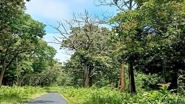 ಕಾಡಿಗೆ ಬಂದಿದೆ ಜೀವಕಳೆ