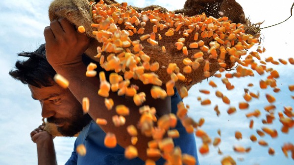 ಹುಳುಗಳ ಮರಿಯನ್ನು ಸಂಗ್ರಹಿಸಿ ನಾಶಪಡಿಸುವುದು