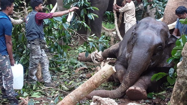 Wild Elephant Die During Rescue Operation in Kodagu Wild Elephant Die During Rescue Operation in Kodagu