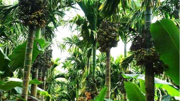 ಸೂಕ್ತ ಸೌಲಭ್ಯ ಒದಗಿದ ಎಪಿಎಂಸಿ