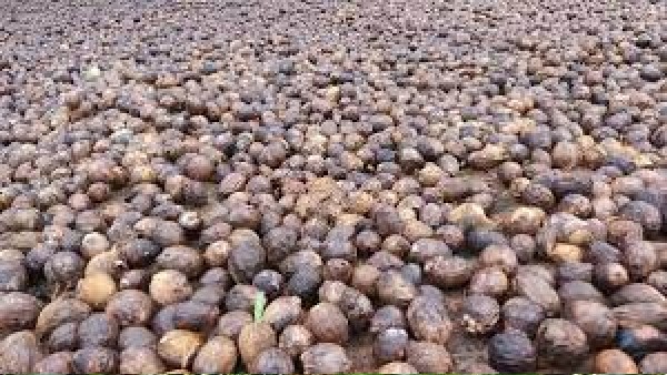 ಅಡಿಕೆ ಬೆಳೆಗೆ ತಗಲುವ ರೋಗಕ್ಕೆ ಸೂಕ್ತ ಔಷಧಿ ಕೊರತೆ
