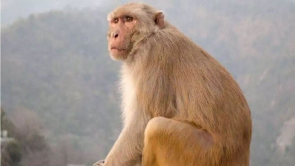 ಚಾಕು ಹಿಡಿದು ಬೆದರಿಸುತ್ತಿರುವ ಕೋತಿ