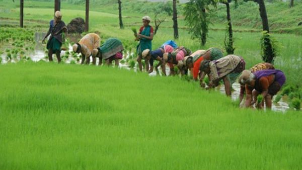 ಕ್ವಿಂಟಾಲ್ಗೆ 600 ರೂ ನಷ್ಟ