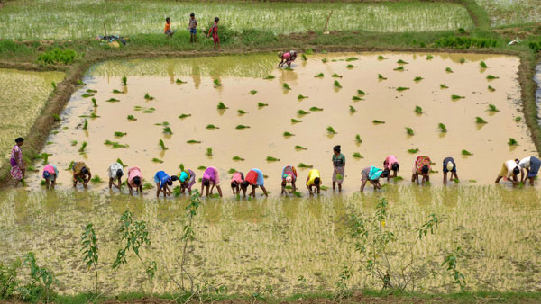 Better Farming Policy coming soon: Manoj Ahuja Better Farming Policy coming soon: Manoj Ahuja