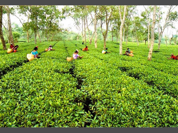ಉತ್ಪಾದನೆಯ 95 ರಷ್ಟು ರಫ್ತು