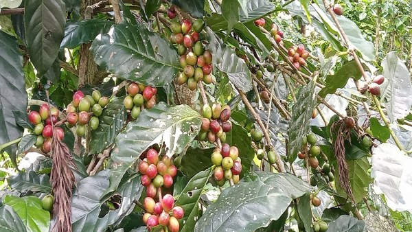 ಬೆಳೆ ಪರಿಶೀಲನೆಗೆ ಸಹಕಾರಿ