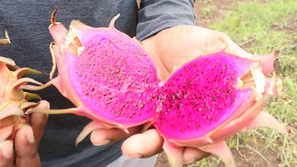 10 ಲೀಟರ್ ನೀರು ಸಾಕು