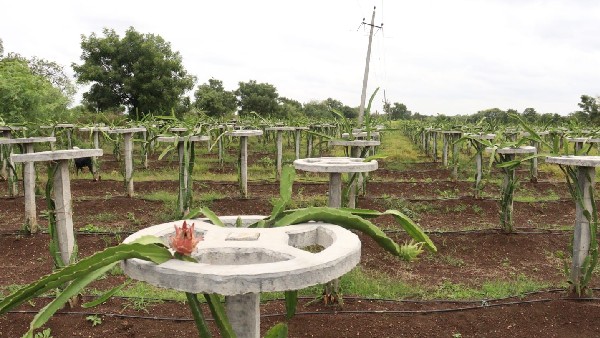 ಡ್ರ್ಯಾಗನ್ ಪ್ರೂಟ್ ಮಾರುಕಟ್ಟೆ