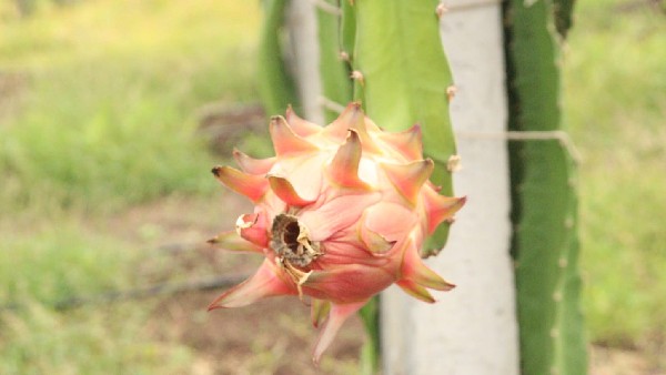 ಒಂದು ಡ್ರ್ಯಾಗನ್ ಹಣ್ಣಿನ ಸಸಿಗೆ 80 ರೂಪಾಯಿ