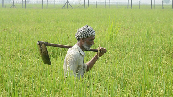 Extension of Deadline for Farmers to Adopt Direct Seeding of Rice Extension of Deadline for Farmers to Adopt Direct Seeding of Rice