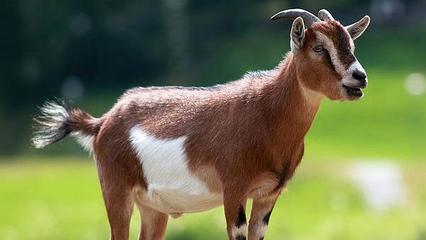 Former Pakistan Cricketer Kamran Akmals Goat Stolen Ahead Of Eid-ul-Adha Former Pakistan Cricketer Kamran Akmals Goat Stolen Ahead Of Eid-ul-Adha