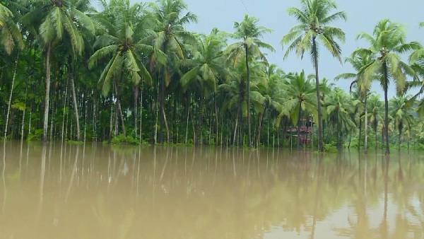 ತೋಟಗಳು ಜಲಾವೃತ, ರೈತರಿಗೆ ಭಾರೀ ನಷ್ಟ