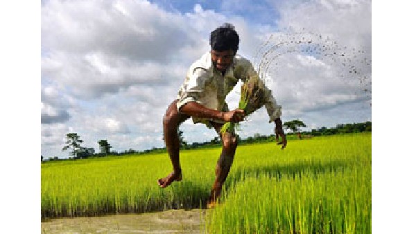 ಹಿಂದುಳಿದ ಬೃಹತ್ ಆಹಾರ ಧಾನ್ಯ