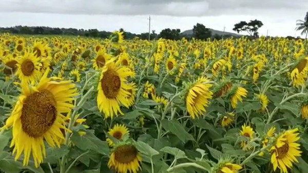 ಸೂರ್ಯಕಾಂತಿ ಚೆಲುವಿಗೆ ಪ್ರವಾಸಿಗರು ಫಿದಾ