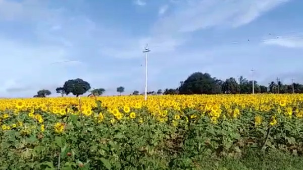 ಹೊರ ರಾಜ್ಯದ ಪ್ರವಾಸಿಗರಿಗೆ ಇದು ವಿಶೇಷ