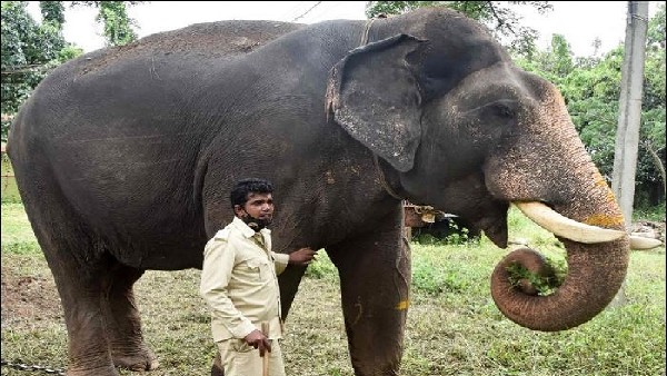 ಹಿಂದೆ ಅರಮನೆ ಸಂಗೀತಗಾರರ ಗಾಡಿಯನ್ನು ಎಳೆಯುವ ಜವಾಬ್ದಾರಿ