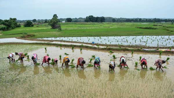 MSP Committee will organized first meeting on August 22 at New Delhi MSP Committee will organized first meeting on August 22 at New Delhi