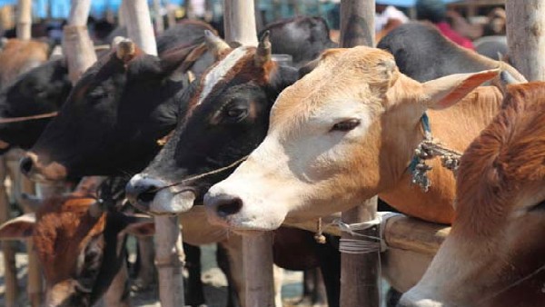ಹುಲ್ಲು ತಿನ್ನುವ ಹಸು